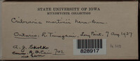 Image Associated With the Occurence
